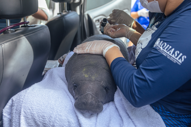 Peixe-boi bebê precisa vir ao Ceará para sobreviver